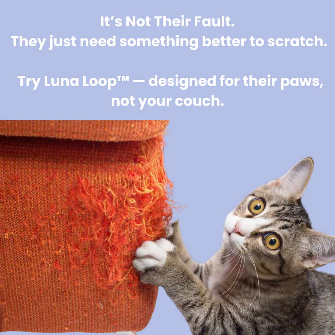 Luna Loop™ – Save Your Sofa, Entertain Your Cat